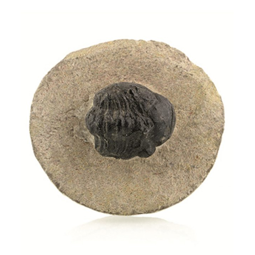 trilobiet-zwart-ca-2-cm-fossiel
